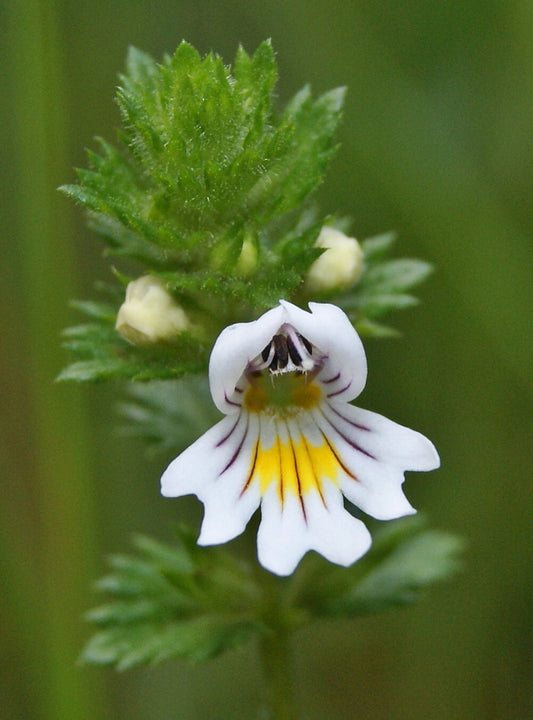 Notes from a Small Hebridean Island - Eyebright
