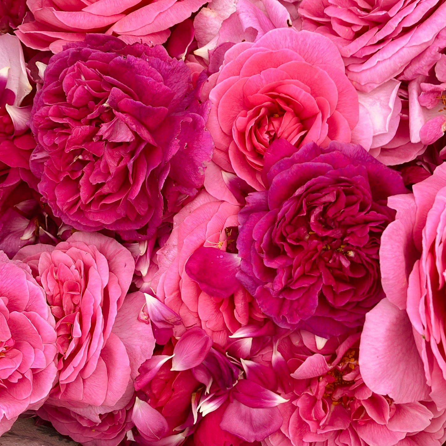 Face Mist - Harris Rose