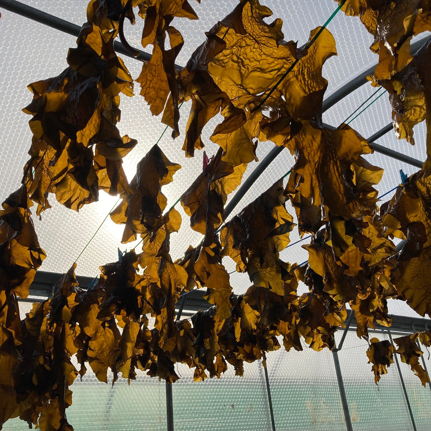 Sugar Kelp a seaweed drying in the green house one of the ingredients for wild eve