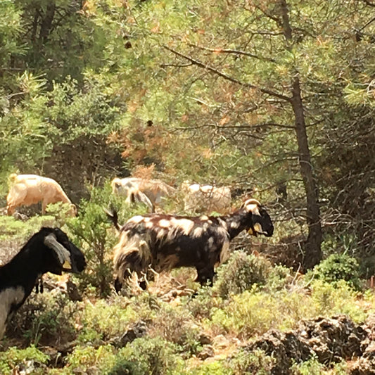Goats, Combs and Washing Lines - the Making of an Ingredient