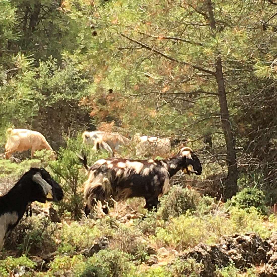 Goats, Combs and Washing Lines - the Making of an Ingredient