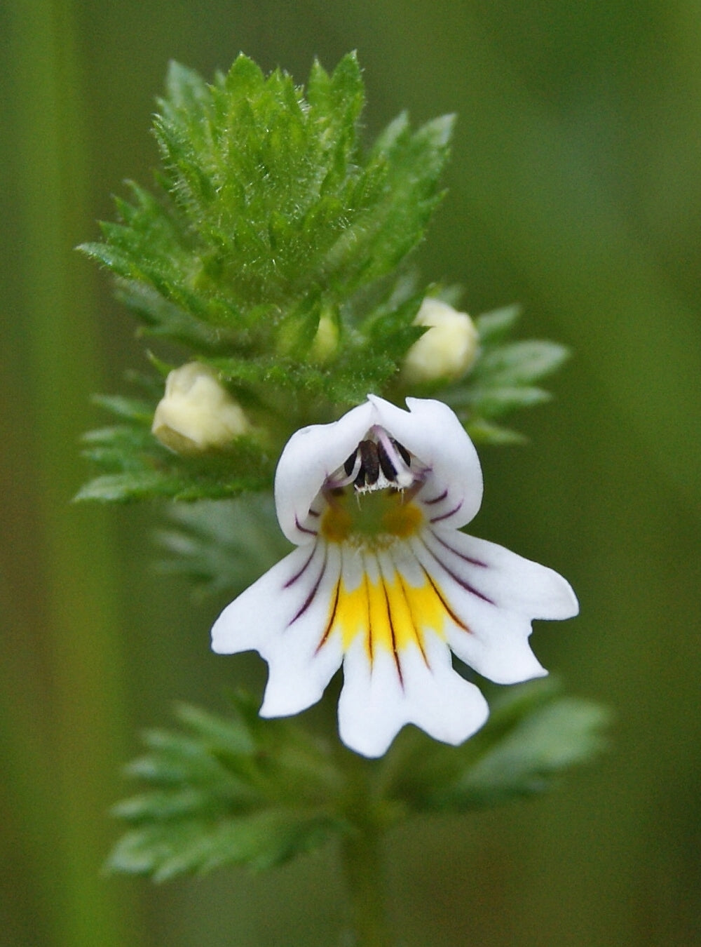 Notes from a Small Hebridean Island - Eyebright