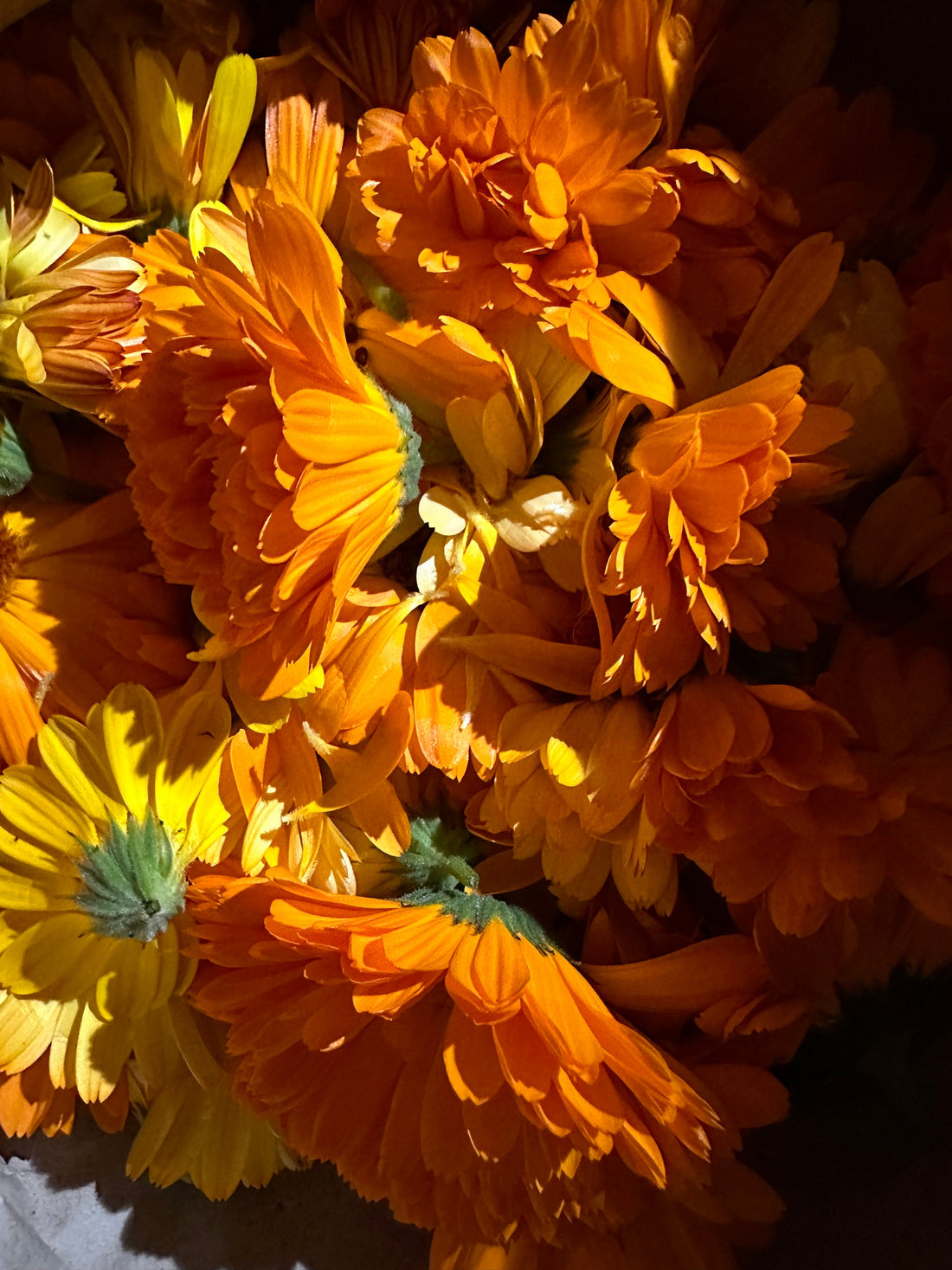 Notes from a Small Hebridean Island - Calendula