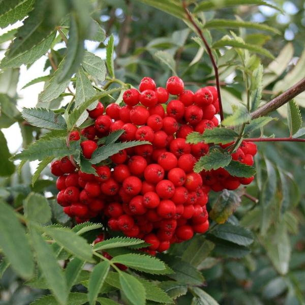 Notes From a Small Hebridean Island - Rowan