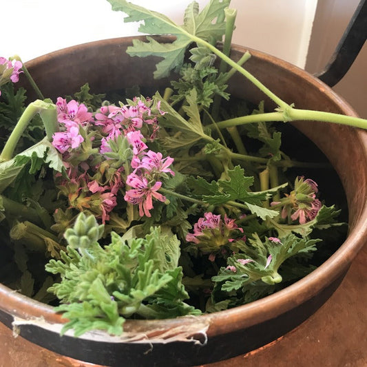 Notes from a Small Hebridean Island - Rose Geranium