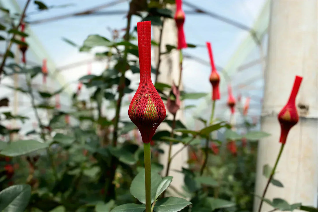 It's Time to Wake Up to The Reality of Commercially Grown Flowers