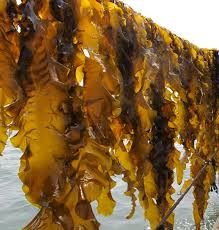 The Question of Kelp
