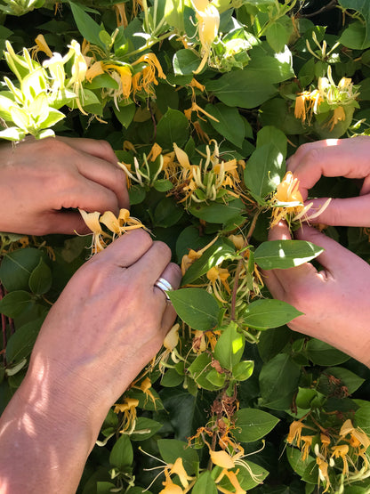 Wild foraging honeysuckle for the drink Wild Eve